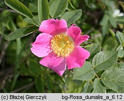 Rosa dumalis (róża sina)