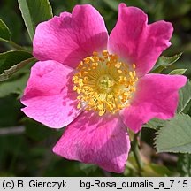 Rosa dumalis (róża sina)