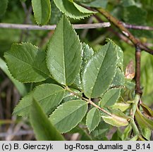 Rosa dumalis (róża sina)