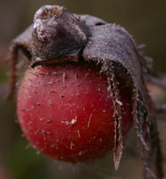 Rosa gallica (róża francuska)