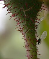 Rosa gallica (róża francuska)