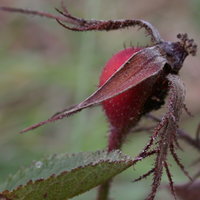 Rosa gallica (róża francuska)