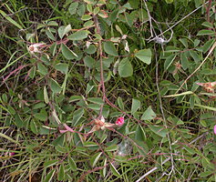 Rosa gallica (róża francuska)