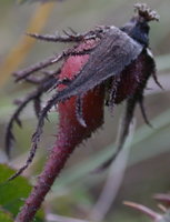 Rosa gallica (róża francuska)