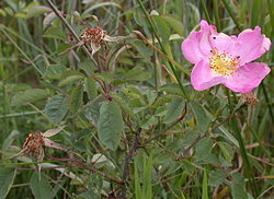 Rosa gallica (róża francuska)