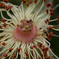 Rosa gallica (róża francuska)