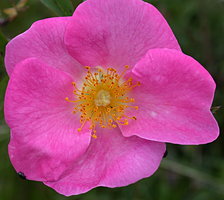 Rosa gallica (róża francuska)