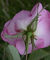 Rosa gallica (róża francuska)