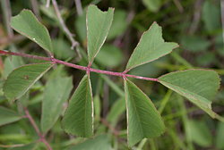 Rosa gallica (róża francuska)