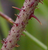 Rosa gallica (róża francuska)