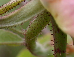 Rosa gallica (róża francuska)