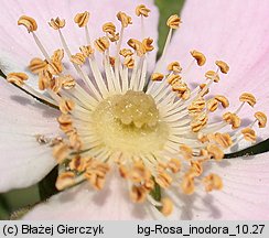 Rosa inodora (róża eliptyczna)