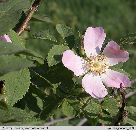 Rosa inodora (róża eliptyczna)