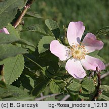 Rosa inodora (róża eliptyczna)