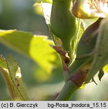 Rosa inodora (róża eliptyczna)