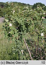 Rosa inodora (róża eliptyczna)