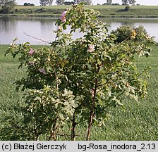 Rosa inodora (róża eliptyczna)