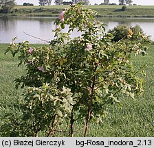 Rosa inodora (róża eliptyczna)