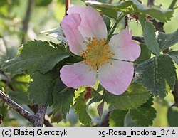 Rosa inodora (róża eliptyczna)