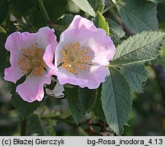 Rosa inodora (róża eliptyczna)