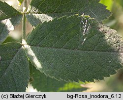 Rosa inodora (róża eliptyczna)