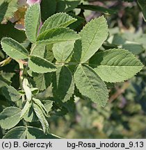 Rosa inodora (róża eliptyczna)