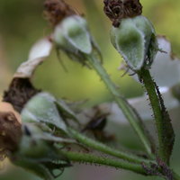 Rosa multiflora (róża wielokwiatowa)