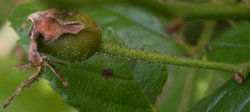 Rosa multiflora