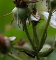 Rosa multiflora (róża wielokwiatowa)