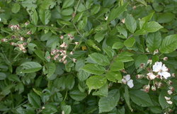 Rosa multiflora (róża wielokwiatowa)