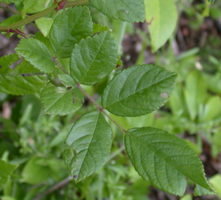 Rosa multiflora (róża wielokwiatowa)