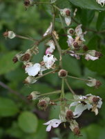 Rosa multiflora (róża wielokwiatowa)