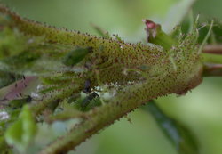 Rosa multiflora (róża wielokwiatowa)