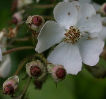 Rosa multiflora (róża wielokwiatowa)