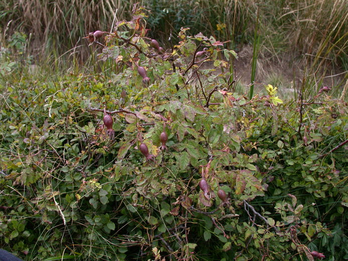 Rosa pendulina (róża alpejska)