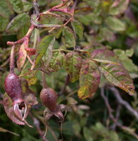 Rosa pendulina (róża alpejska)