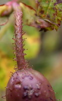 Rosa pendulina (róża alpejska)