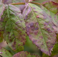 Rosa pendulina (róża alpejska)