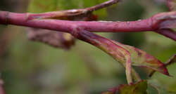 Rosa pendulina (róża alpejska)