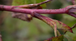 Rosa pendulina (róża alpejska)