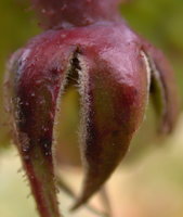 Rosa pendulina (róża alpejska)