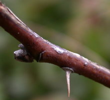 Rosa pendulina (róża alpejska)