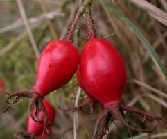 Rosa rubiginosa (róża rdzawa)