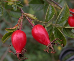 Rosa rubiginosa (róża rdzawa)