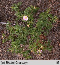 Rosa rubiginosa (róża rdzawa)