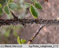 Rosa rubiginosa (róża rdzawa)