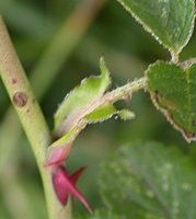 Rosa rubiginosa