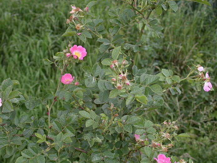 Rosa rubiginosa