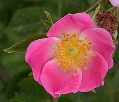 Rosa rubiginosa