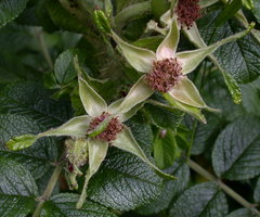 Rosa rugosa